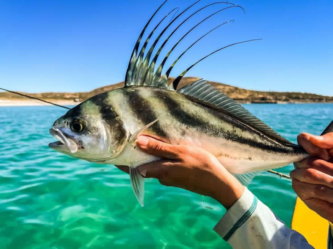 The Ethical Boundaries of Using Live Chum Bait for Roosterfish Fishing in  Baja California - El Gallo Fly Fishing Lodge