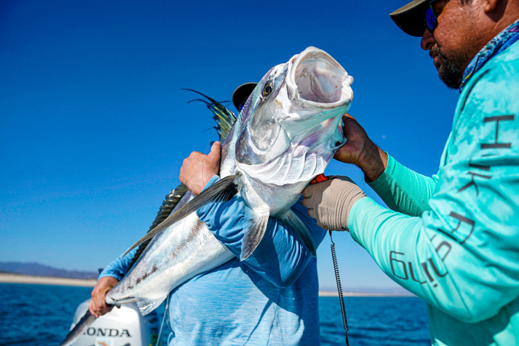 Roosterfish on the fly!