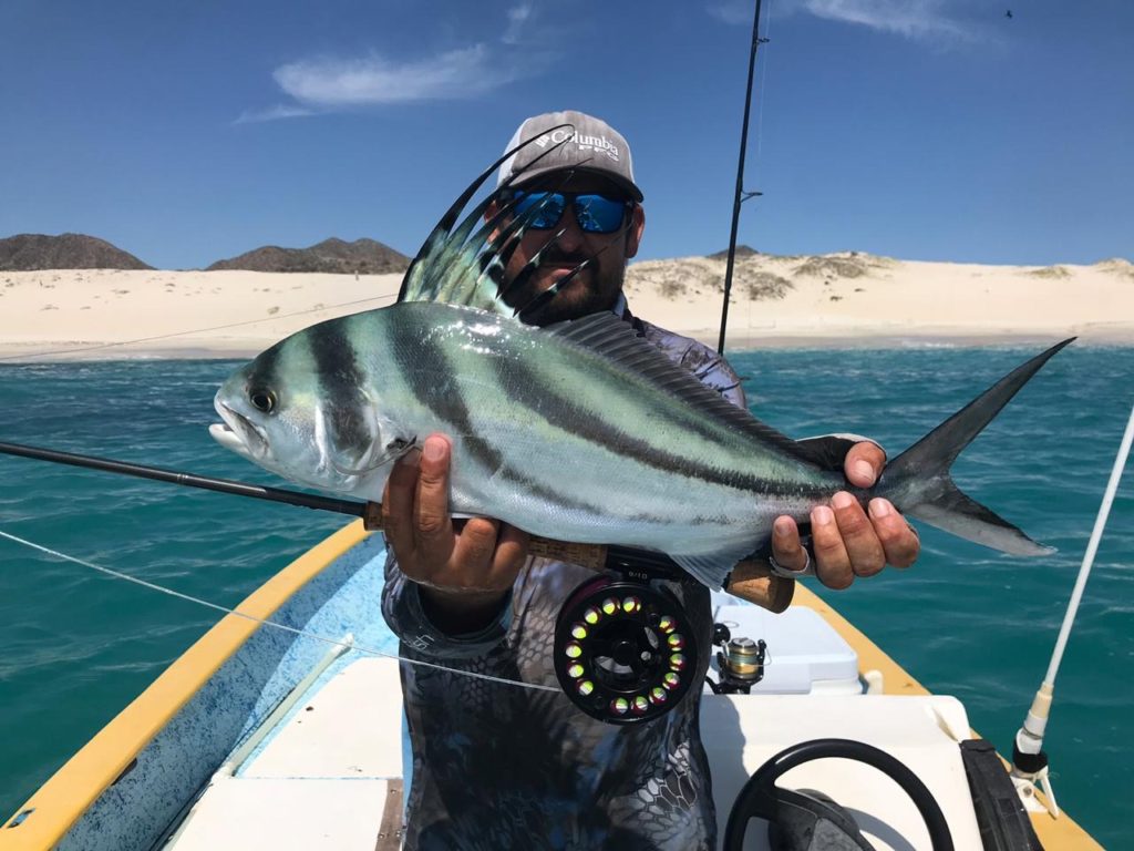 Smal to medium roosterfish on the fly at El Gallo FLy FIshing Lodge